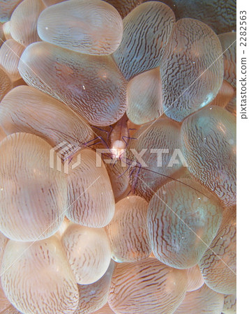 泡泡珊瑚蝦 泡泡珊瑚蝦 2282563