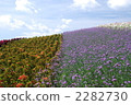 lavender field, lavender, flower garden 2282730