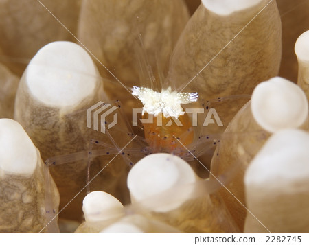 Koror Anemone Shrimp Koror Anemone Shrimp 2282745