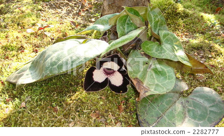 Panda canoe oi Panda canoe oi 2282777