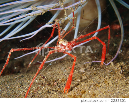 Mizuhiki crab 2282801