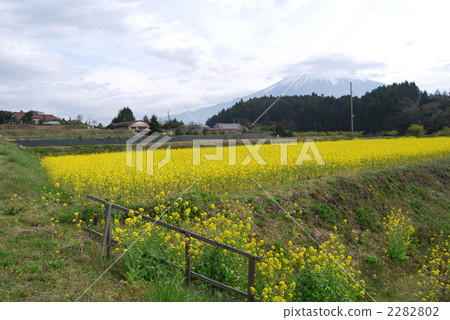 Rapeseed field Rapeseed field 2282802
