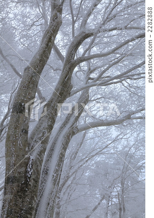 Sakonogi virgin forest 2282888