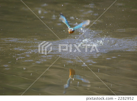A kingfisher who jumps up the water surface A kingfisher who jumps up the water surface 2282952