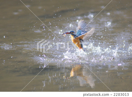 A kingfisher who flies over the water with fish A kingfisher who flies over the water with fish 2283013