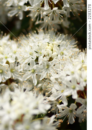 Izu azalea 2283278