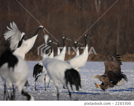 Caterpillar and White-tailed Eagle Caterpillar and White-tailed Eagle 2283300