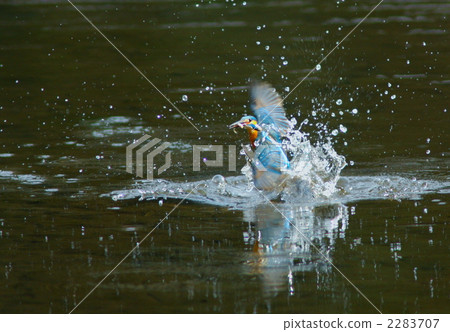 飛魚在水面上的那個翠鳥 飛魚在水面上的那個翠鳥 2283707