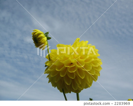 血清高原花 血清高原花 2283969