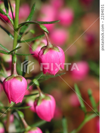 Boronia heterophylla Boronia heterophylla 2284031