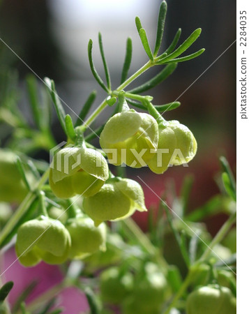 Boronia · mega Stigmatrtea 2284035