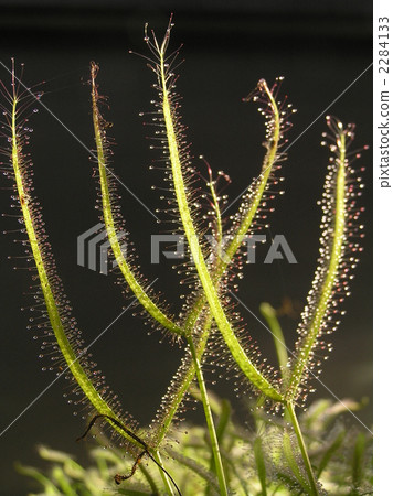 Drosera Binata 2284133