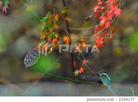 深秋 深秋 2284177