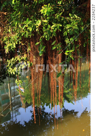 通風根曼谷泰國 2284237