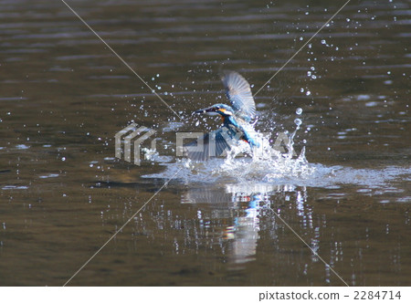 The kingfisher at the moment of flying over the water with fish 2284714