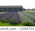 lavender, britain, british 2284733