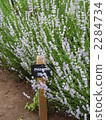 white lavender, lavander, lavender 2284734