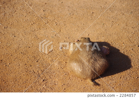 住房草原土撥鼠 住房草原土撥鼠 2284857