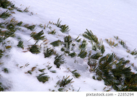 Pine wood buried in snow 2285294