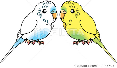 Sekisei長尾小鸚鵡 2285695