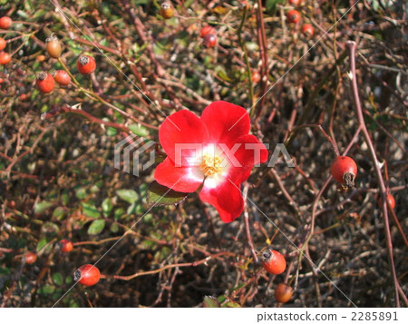 red berry, Red Flower, bloom 2285891
