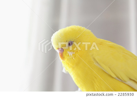 Yellow sexi parakeet 2285930