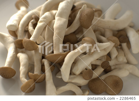 喇叭衣服剪裁 2286465