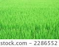Meadow 2286552