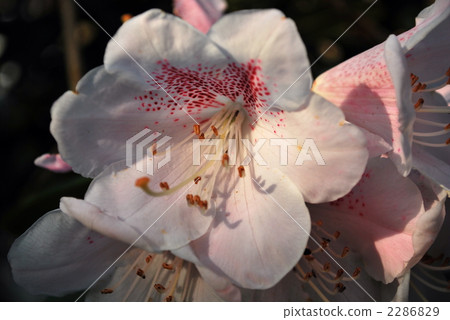 Flower with dyed sunset 2286829