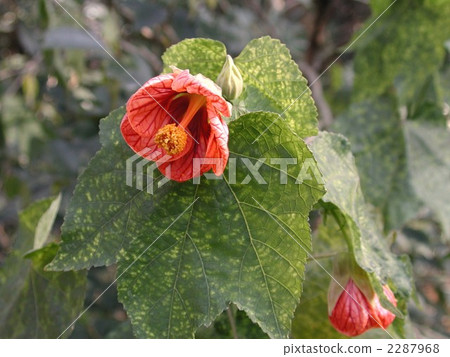 Abutilon (Showajuka) 2287968