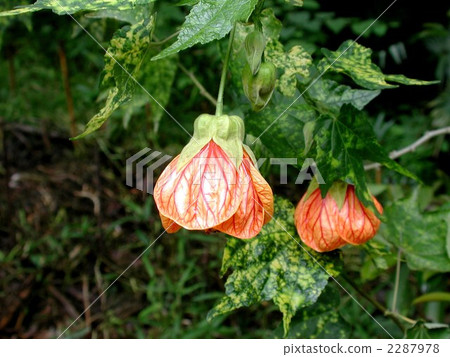 Abutilon (Showajuka) Abutilon (Showajuka) 2287978