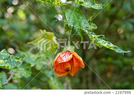 Abutilon (Showajuka) 2287998