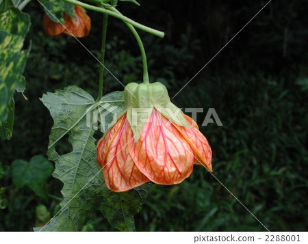 Abutilon (Showajuka) Abutilon (Showajuka) 2288001