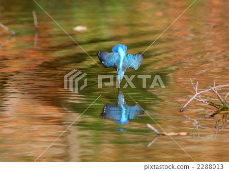 飛入水中的翠鳥 2288013