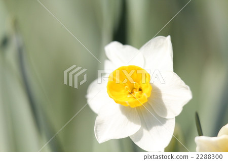 Narcissus Narcissus 2288300