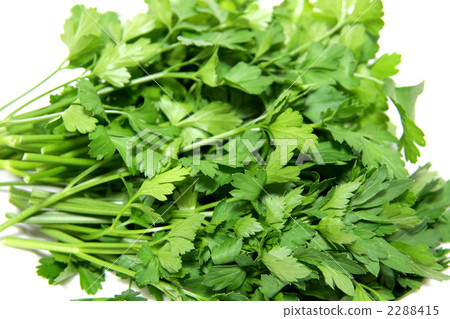 甜药草 意大利香菜 香草