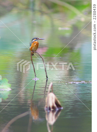 蓮花池翠鳥 蓮花池翠鳥 2288439