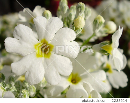 Melakoides花 2288614