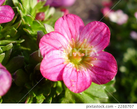 Flower of Western spider mussa 2288707