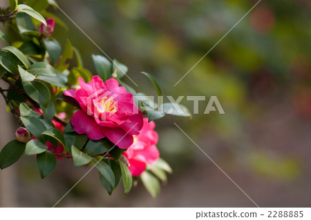 冷山茶花 2288885