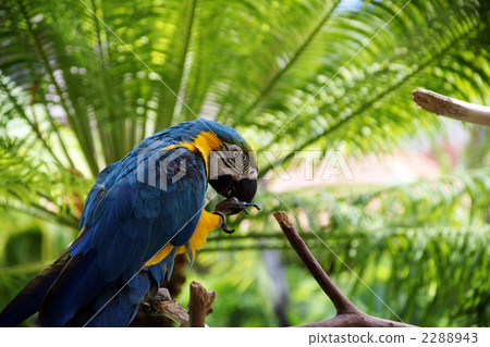 鸚鵡 鳥兒 鳥 2288943