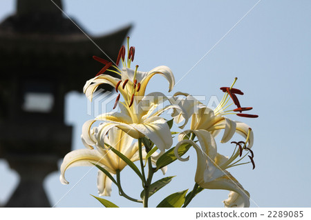 卡萨布兰卡花(卡萨布兰卡花多少钱一朵)