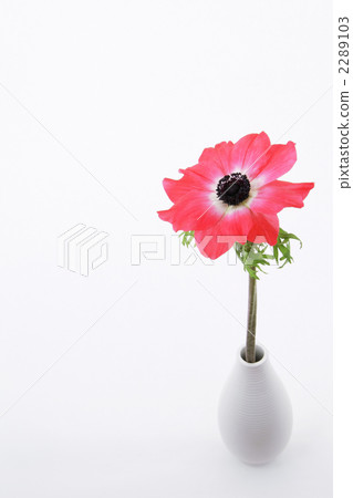 Red anemone portrait 1 2289103