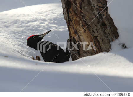 Bears buried in snow Bears buried in snow 2289358