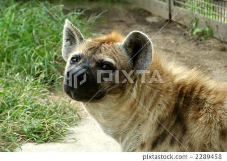 hyena, hyenas, spotted hyena 2289458