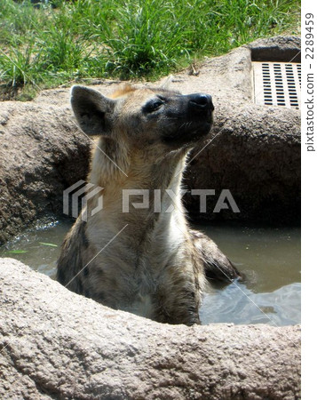 鬣狗 斑鬣狗 動物 2289459