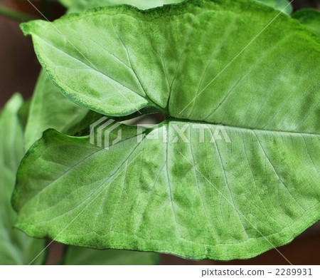 Singonium離開 2289931