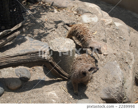 meerkat, terrestrial animal, two animals 2289998