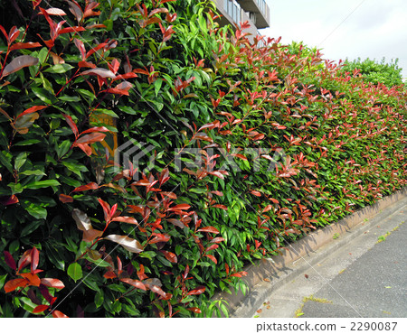 紅羅賓的對沖 2290087