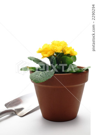 Yellow flowers and flower pots and shovels 2290294